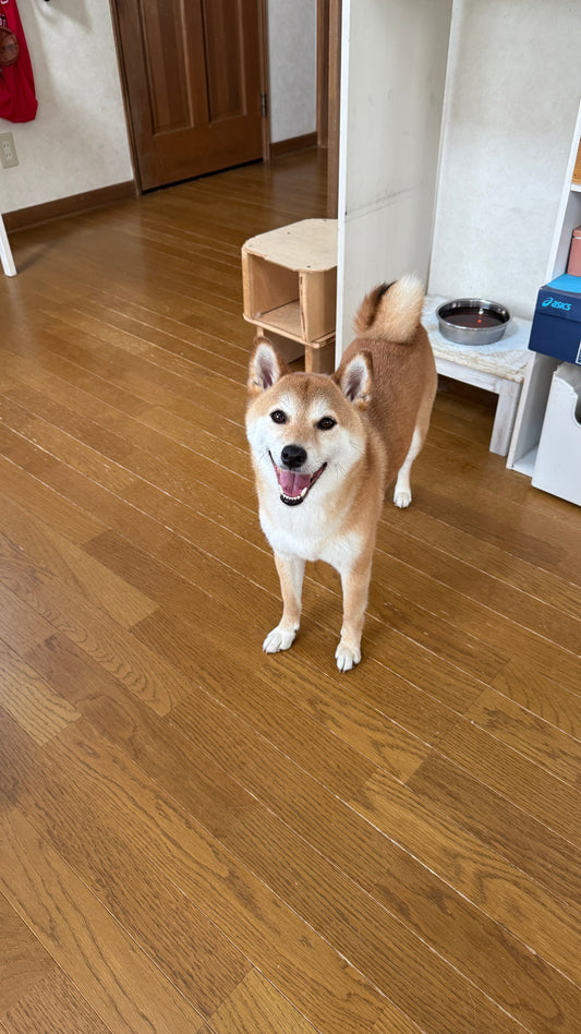 テスト記事
