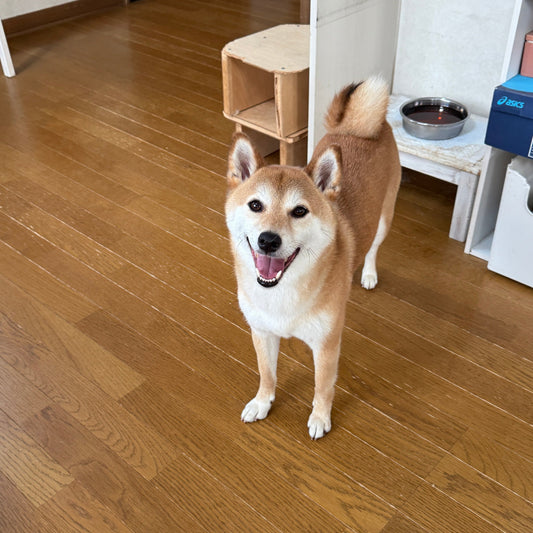 フォトコンで柴犬たちが選んだ4つのおやつ、紹介します。
