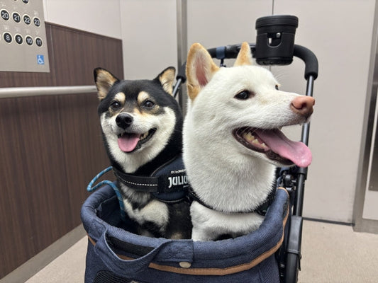 「このお店柴犬が選びました」がオープンしました！