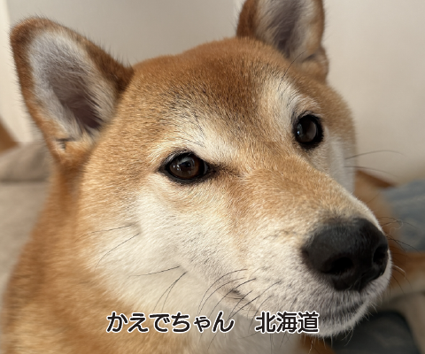 おやつ