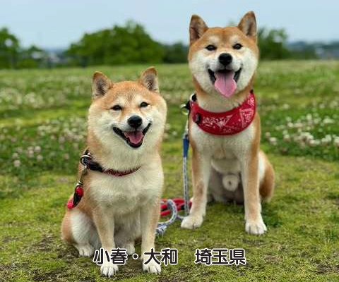 フード『coming-soon』