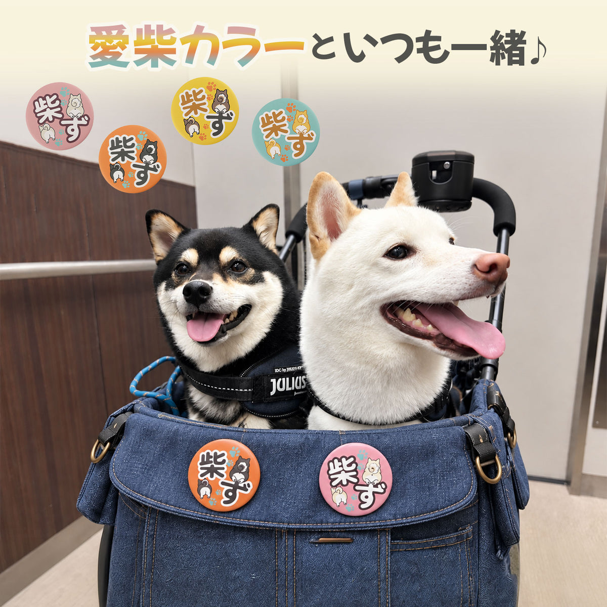 【柴選】【４色セット】柴ず公式おしりバッジ（赤・黒・白・胡麻）